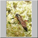 Ctenichneumon panzeri - Schlupfwespe m01b 14mm-fdet02.jpg